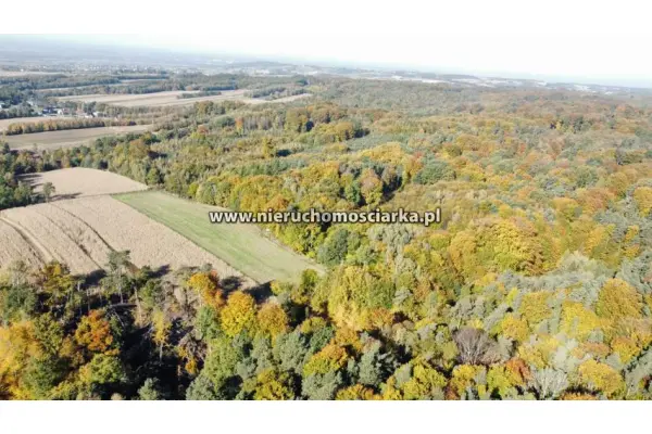 wodzisławski, Lubomia, Syrynia, Działka rolno-leśna 1,53 hektara