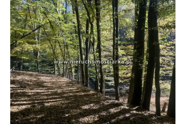 wodzisławski, Lubomia, Syrynia, Działka rolno-leśna 1,53 hektara
