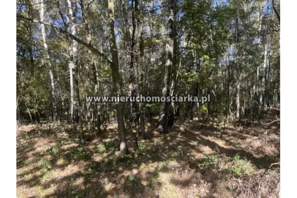 wodzisławski, Gorzyce, Czyżowice, Działka leśna 1,54 ha Czyżowice ul. Gorzycka