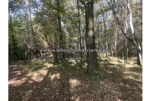 wodzisławski, Gorzyce, Czyżowice, Działka leśna 1,54 ha Czyżowice ul. Gorzycka